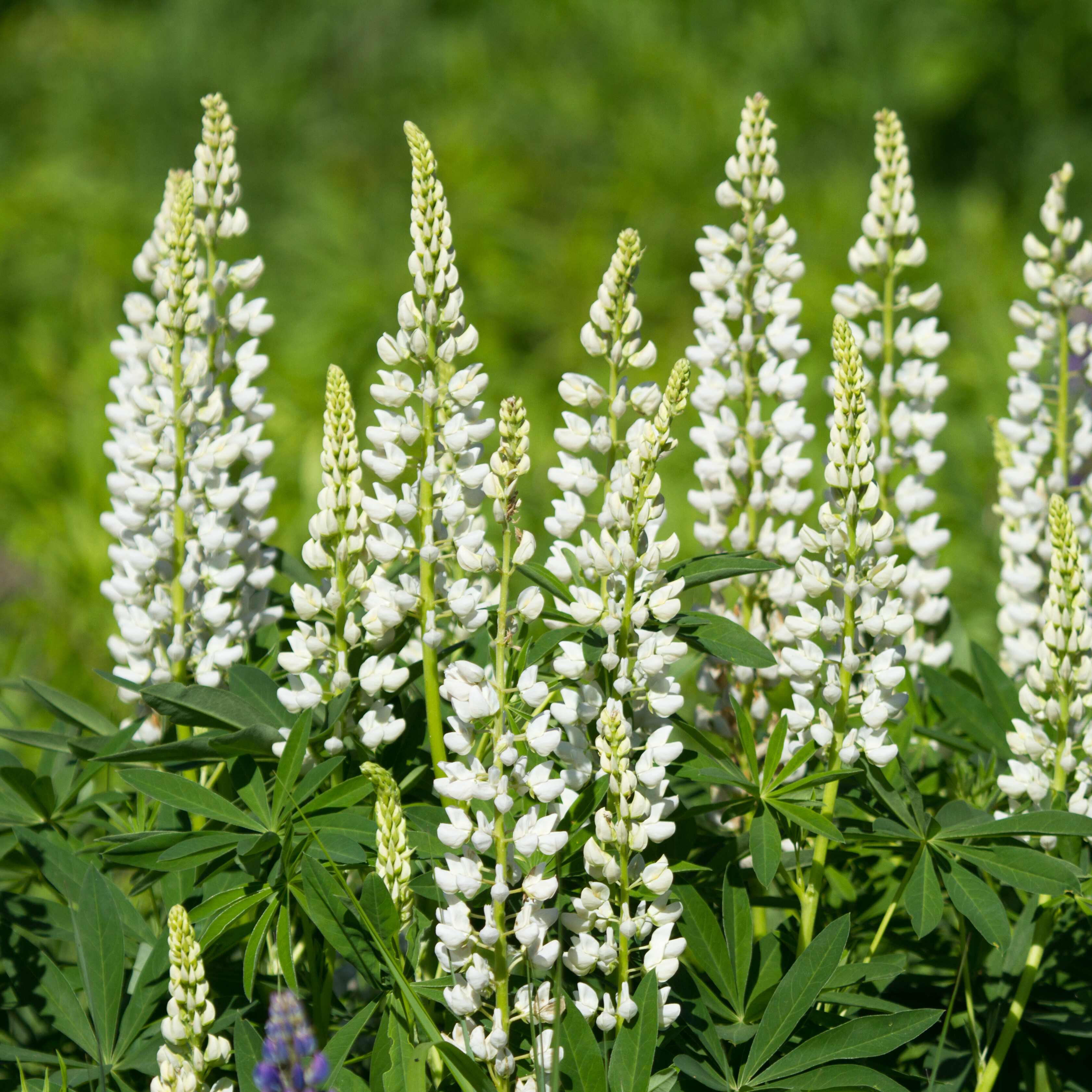 Lupine 'Russell White'