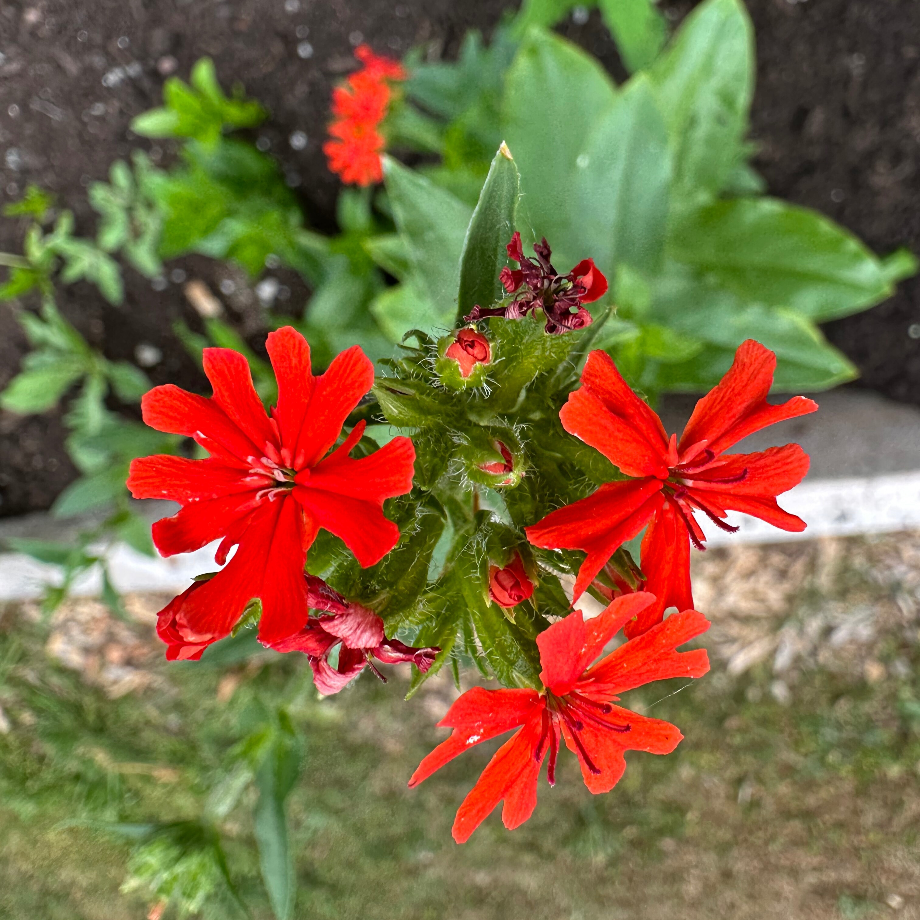 Maltese Cross