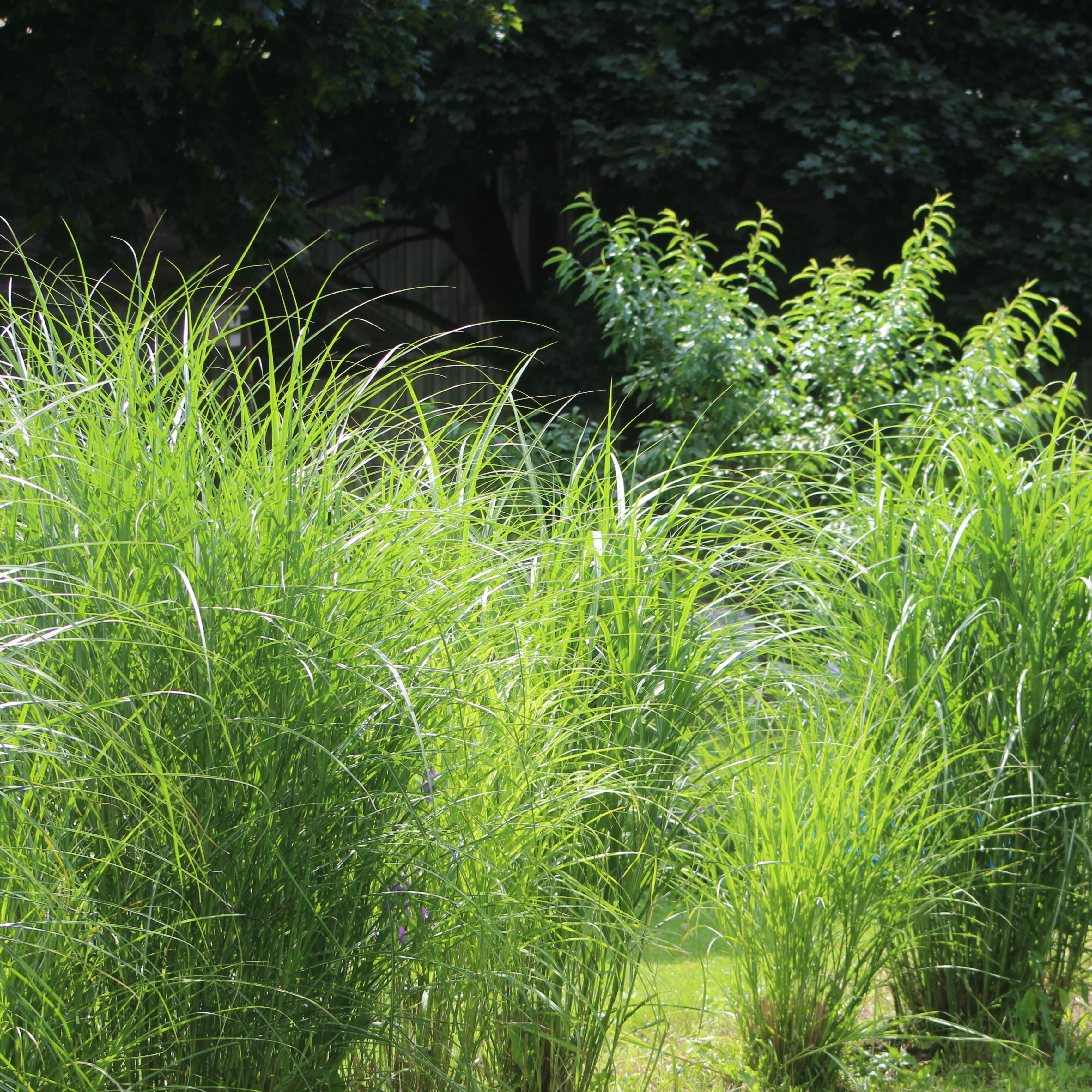 Silvergrass 'Giganteus'