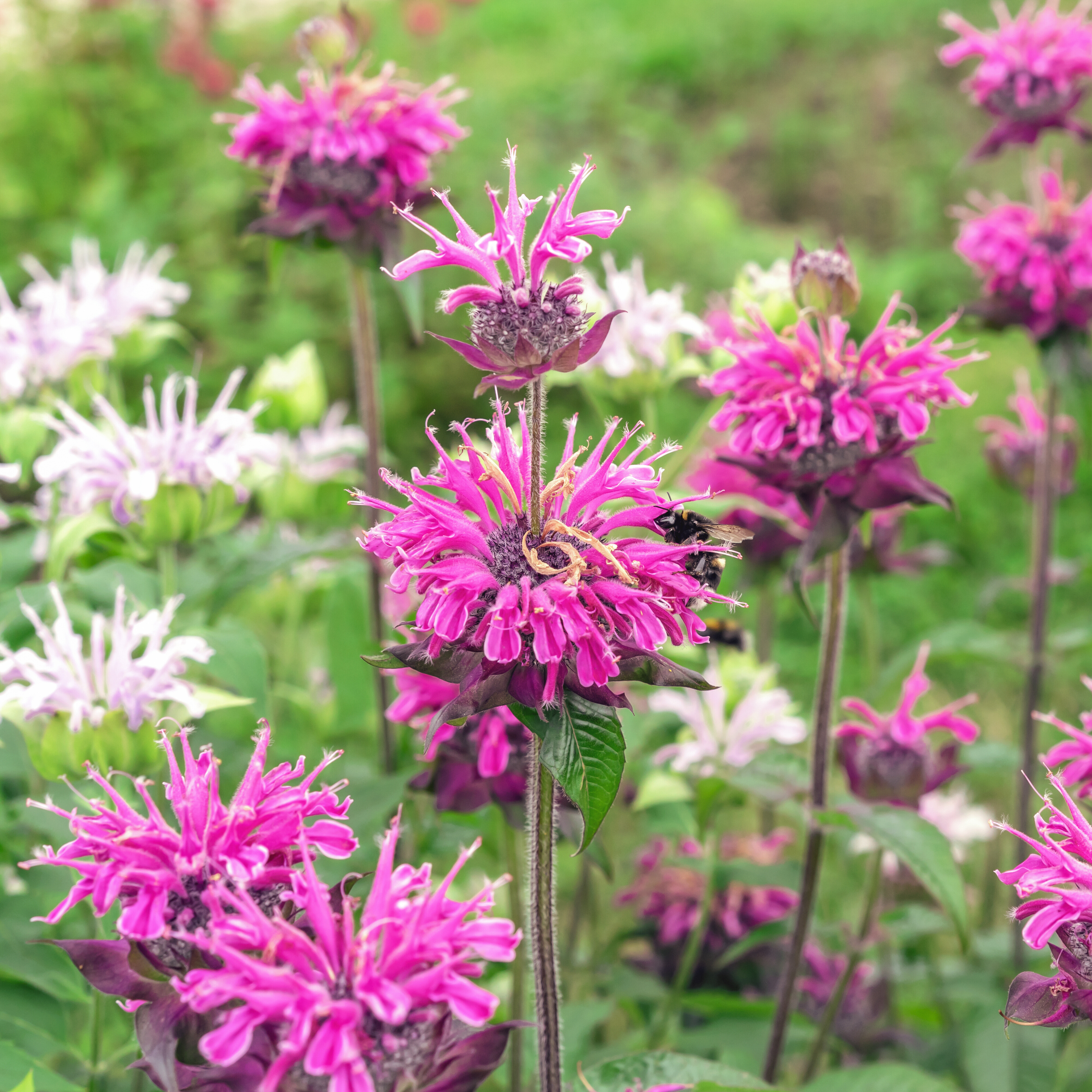 Bee Balm 'Panorama Mix'