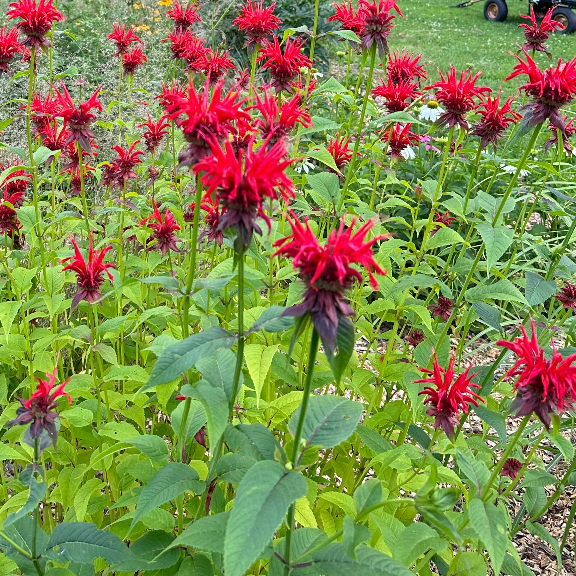 Bee Balm 'Panorama Red'