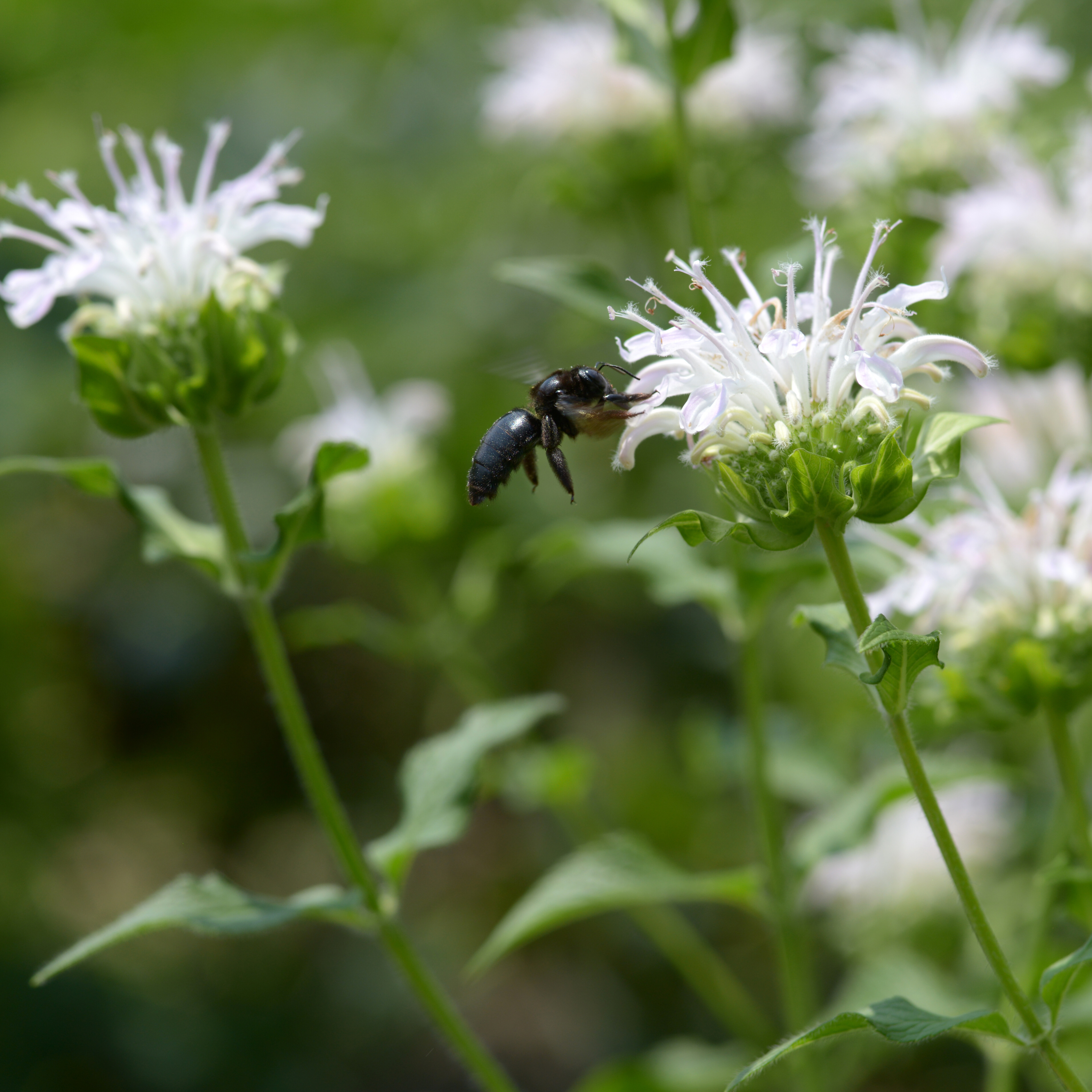 Bee Balm 'Snow White'