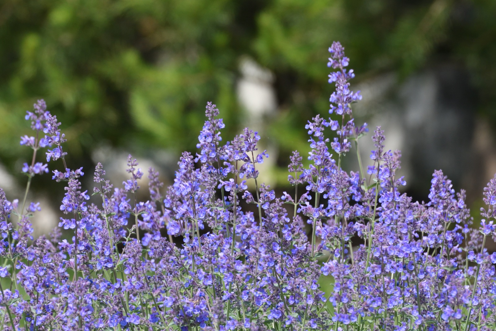 Catmint 'Felix'