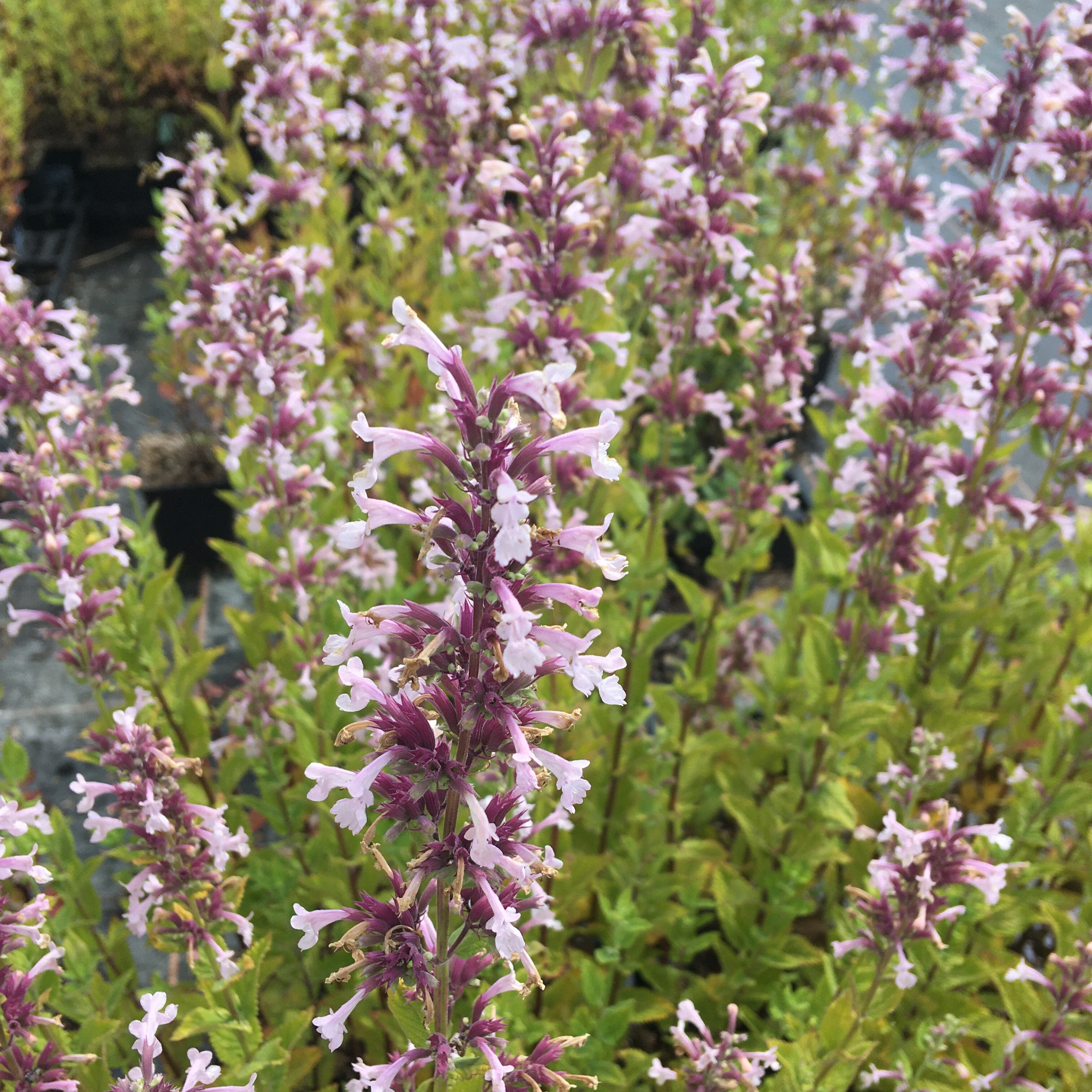 Catmint 'Pink Dreams'