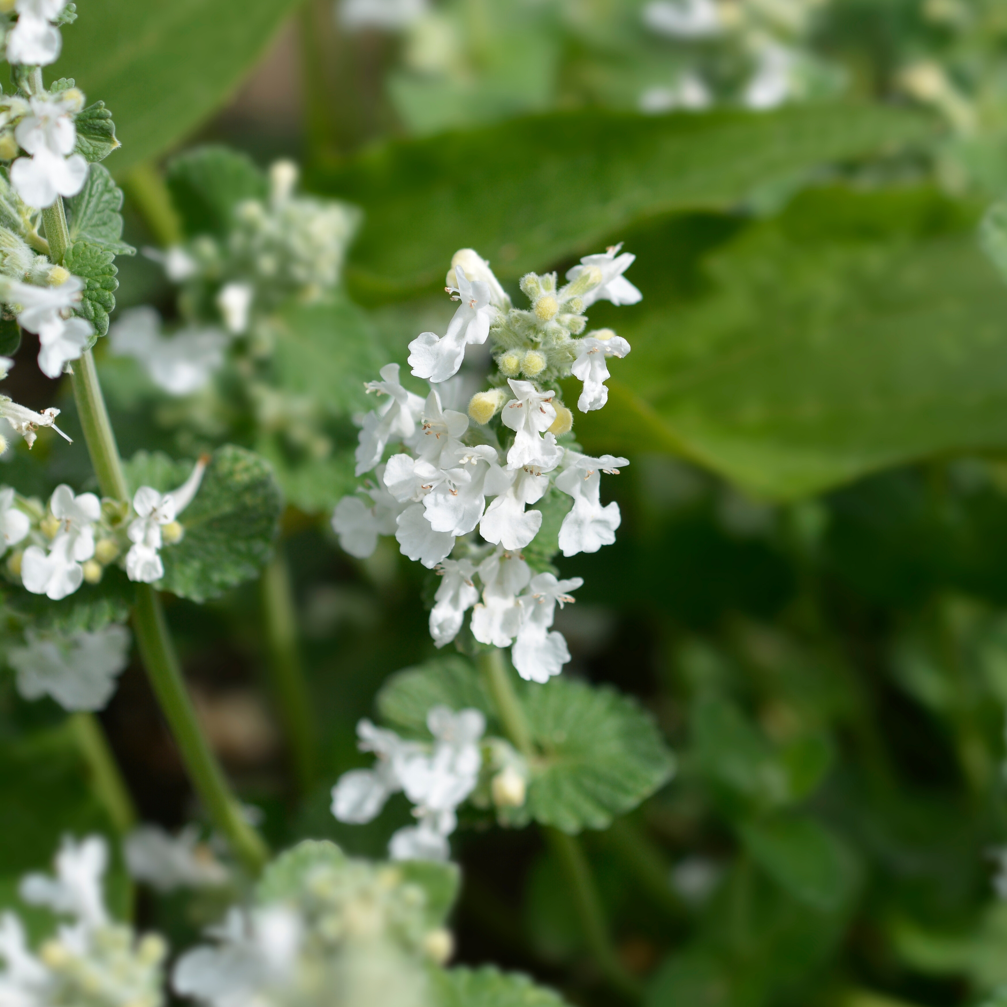 Catmint 'White Dreams'
