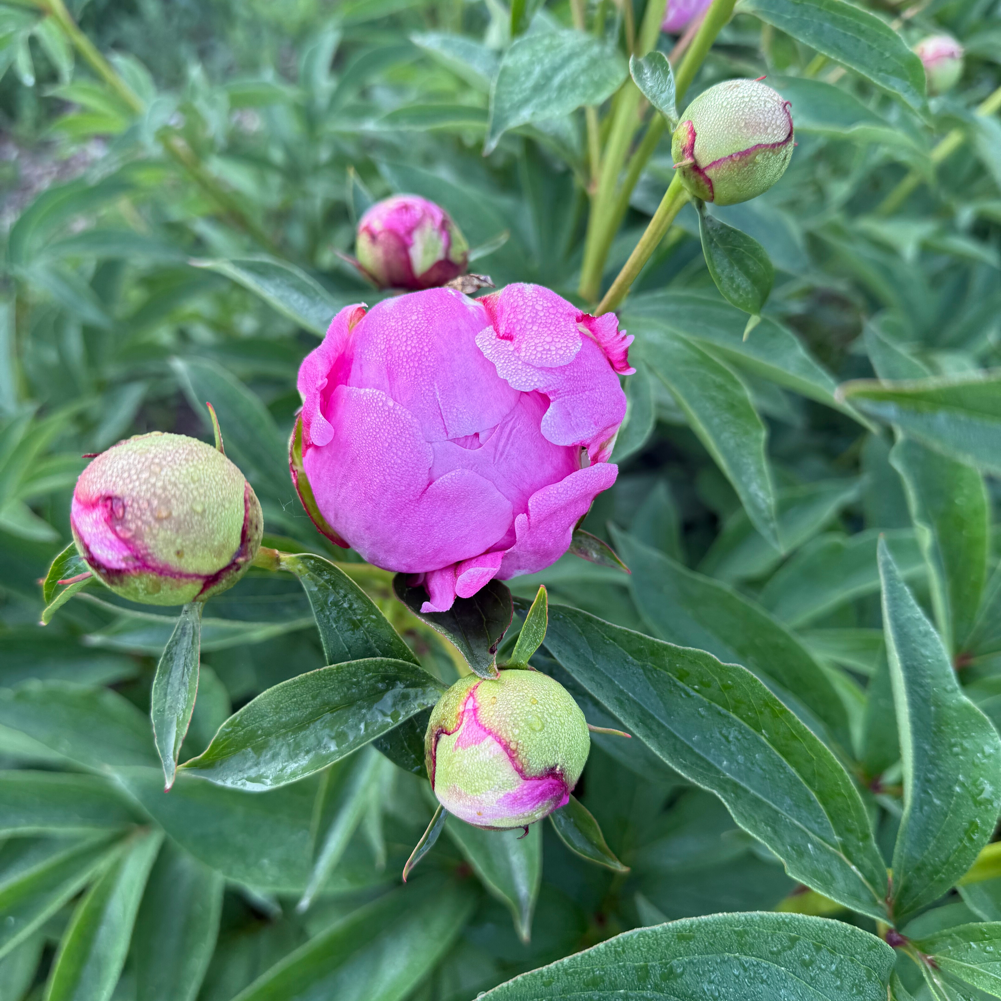Peony 'Alexander Fleming'