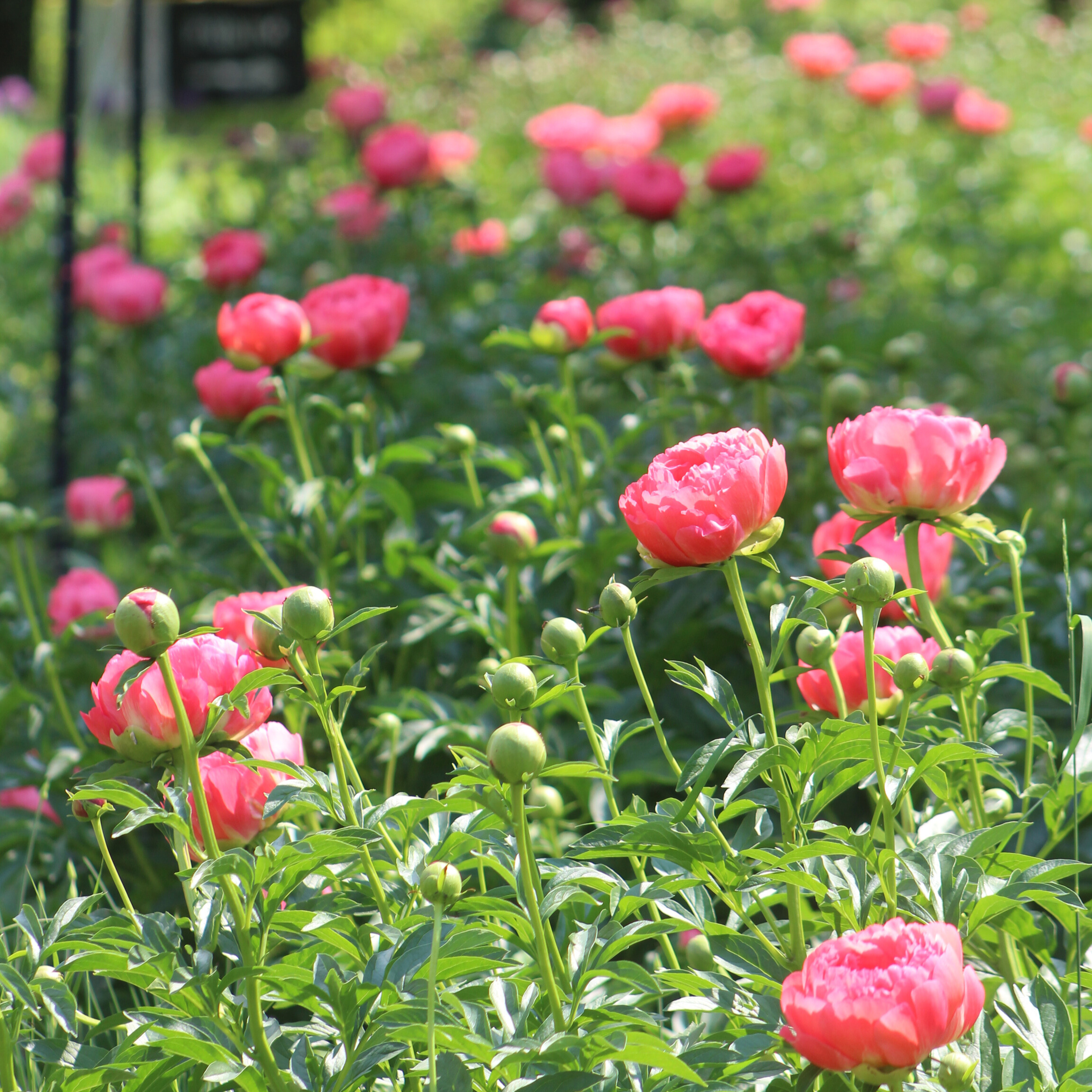 Peony 'Coral Charm'
