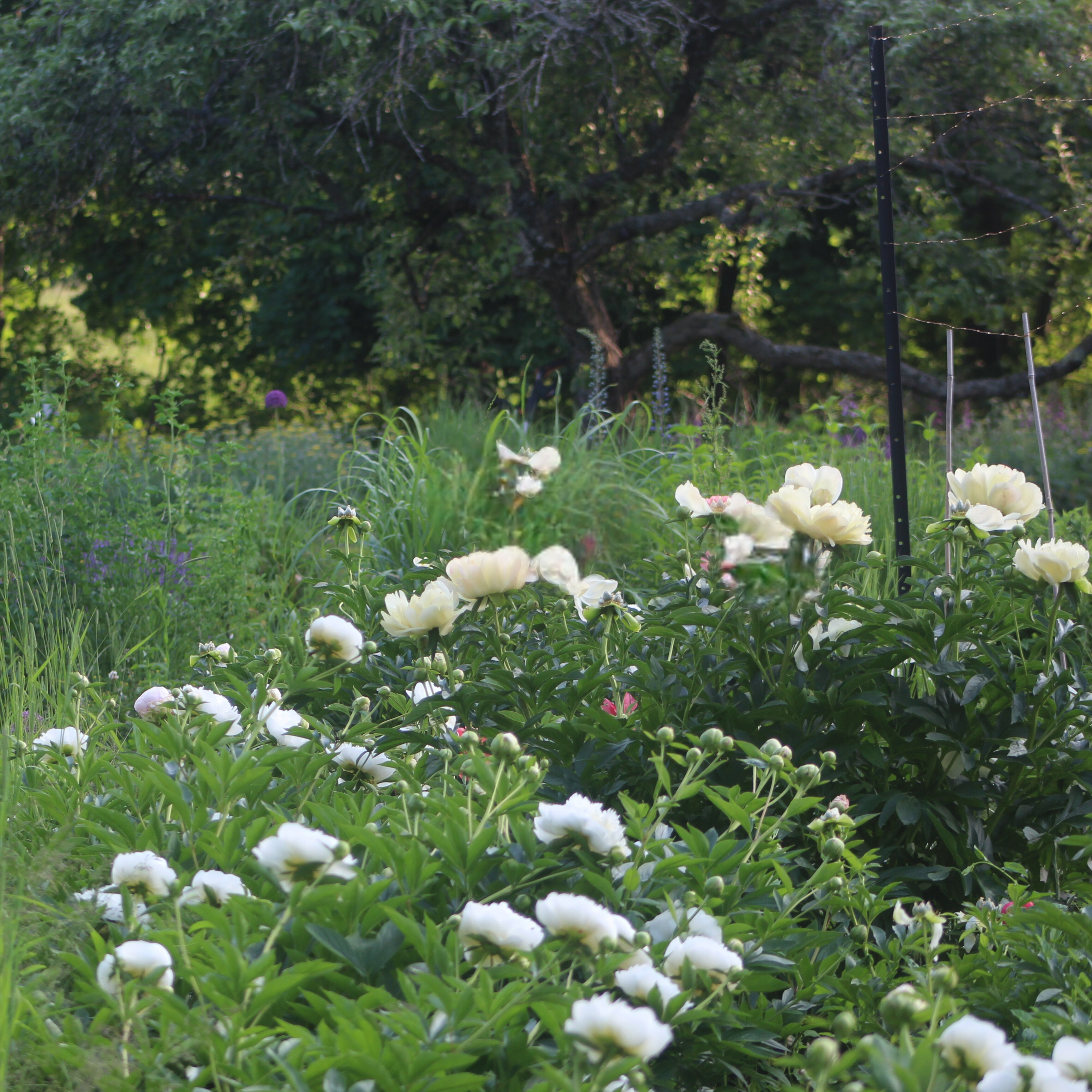 Peony 'Duchesse de Nemours'