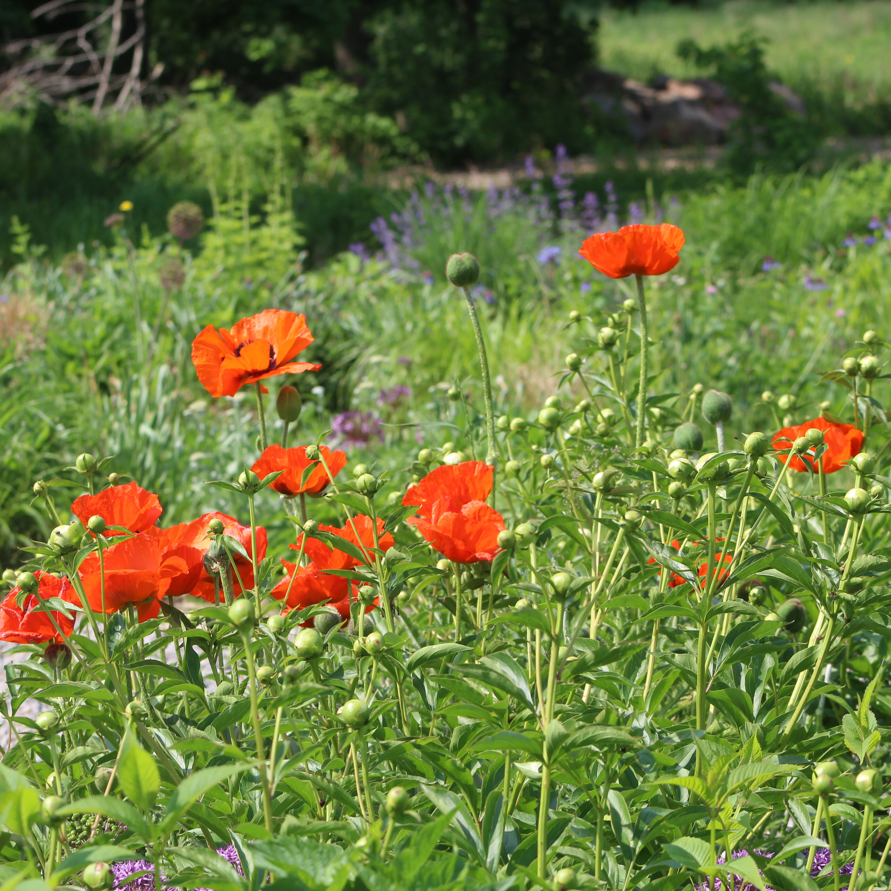 Oriental Poppy 'Red Brilliant'