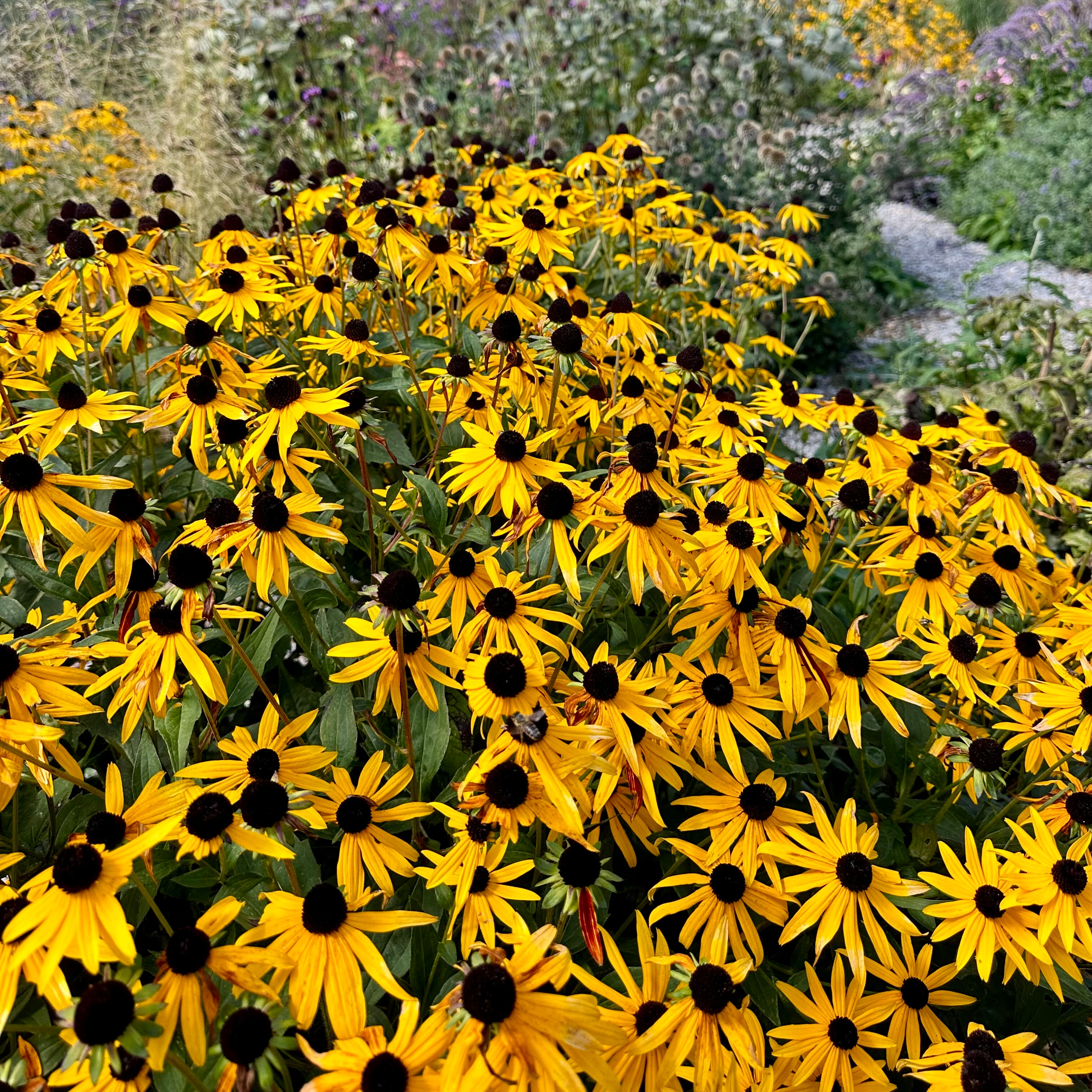 Black-Eyed Susan 'Goldsturm'