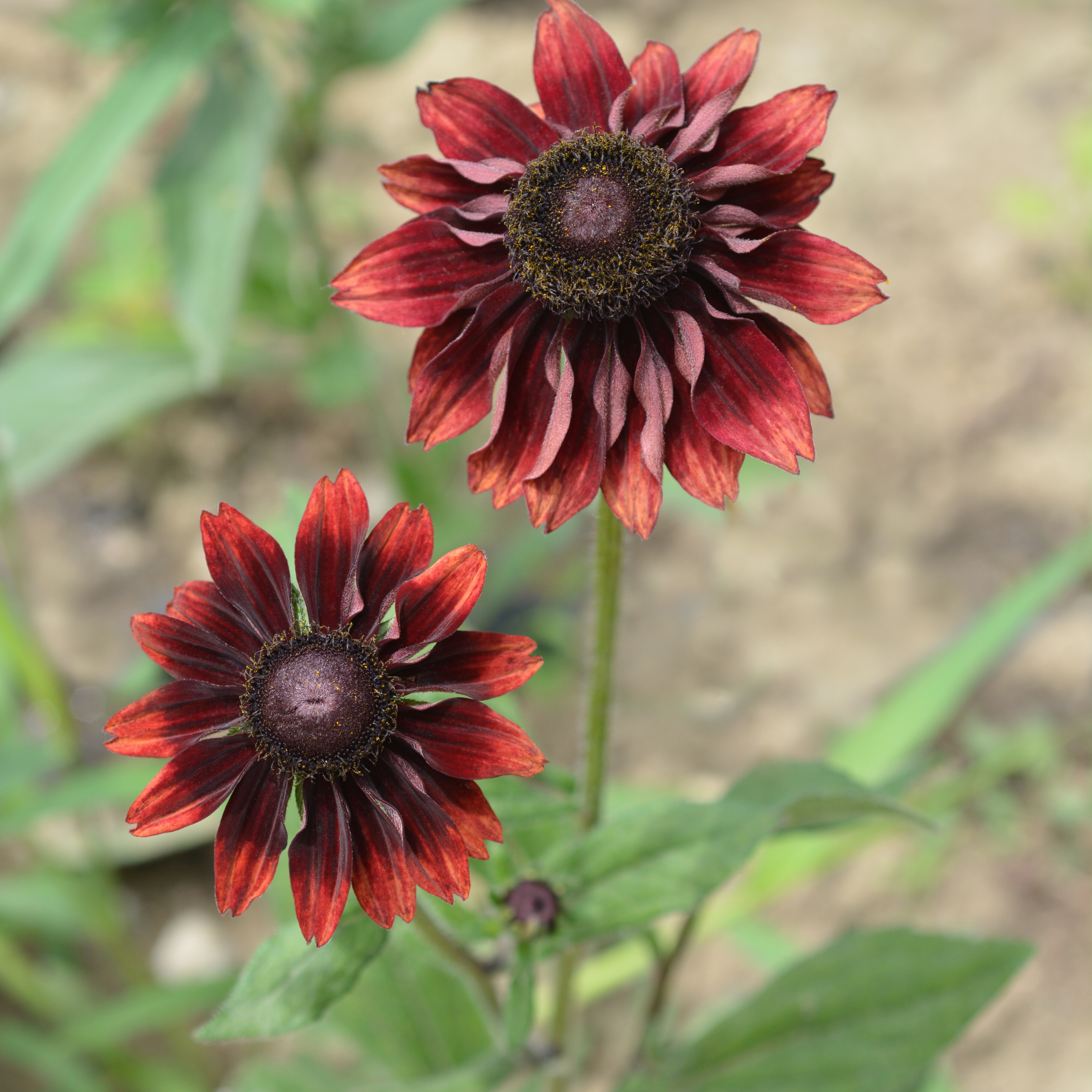 Black-Eyed Susan 'Cherry Brandy'