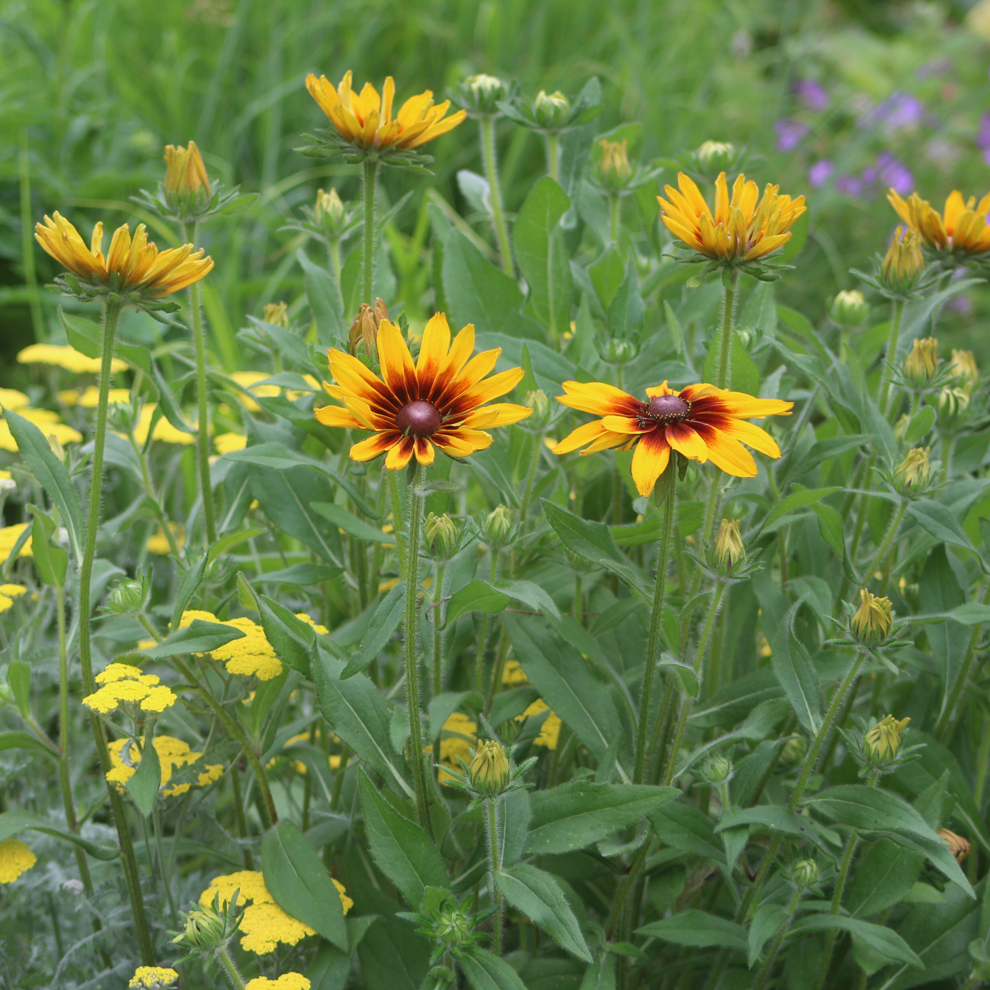 Gloriosa Daisy