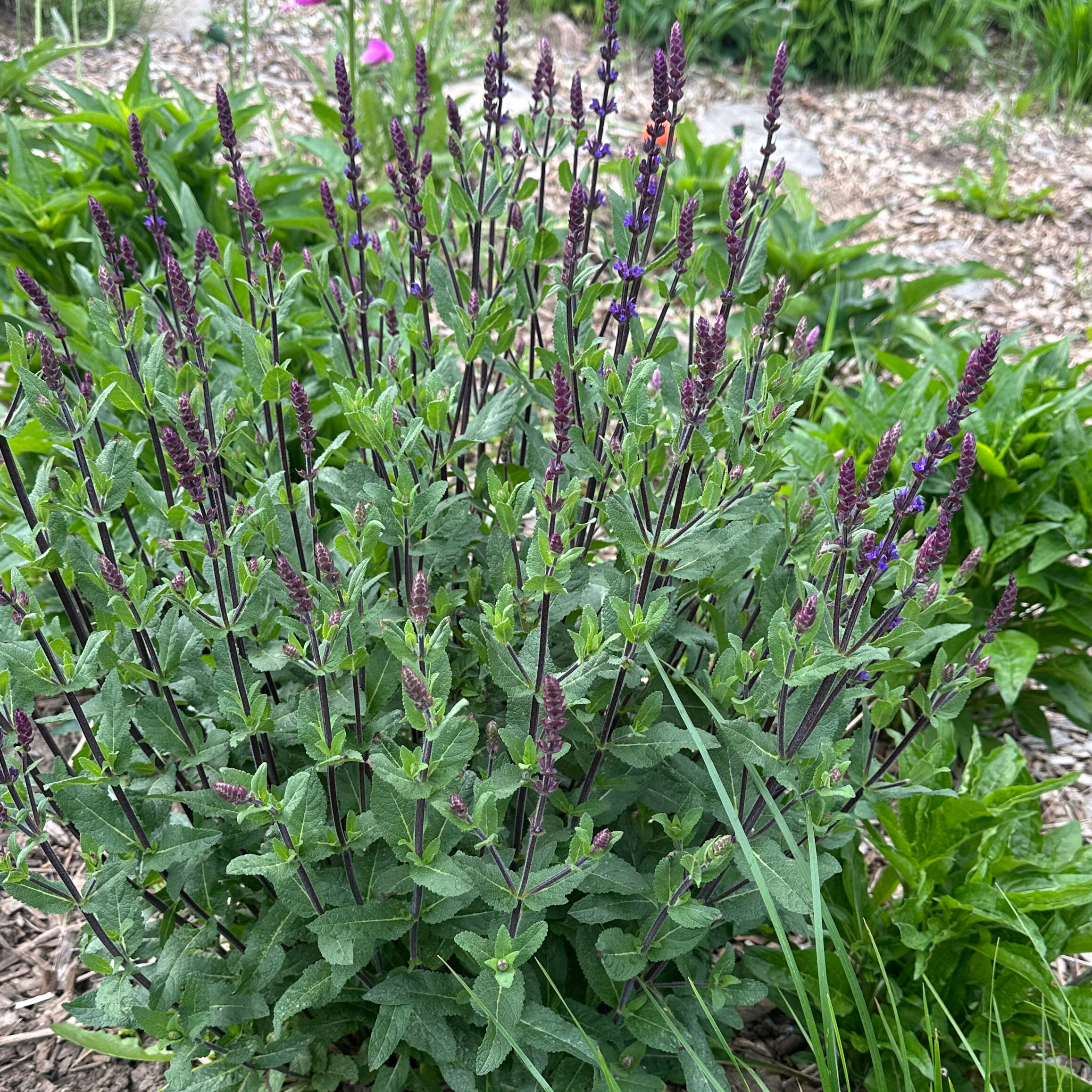 Salvia 'Caradonna'