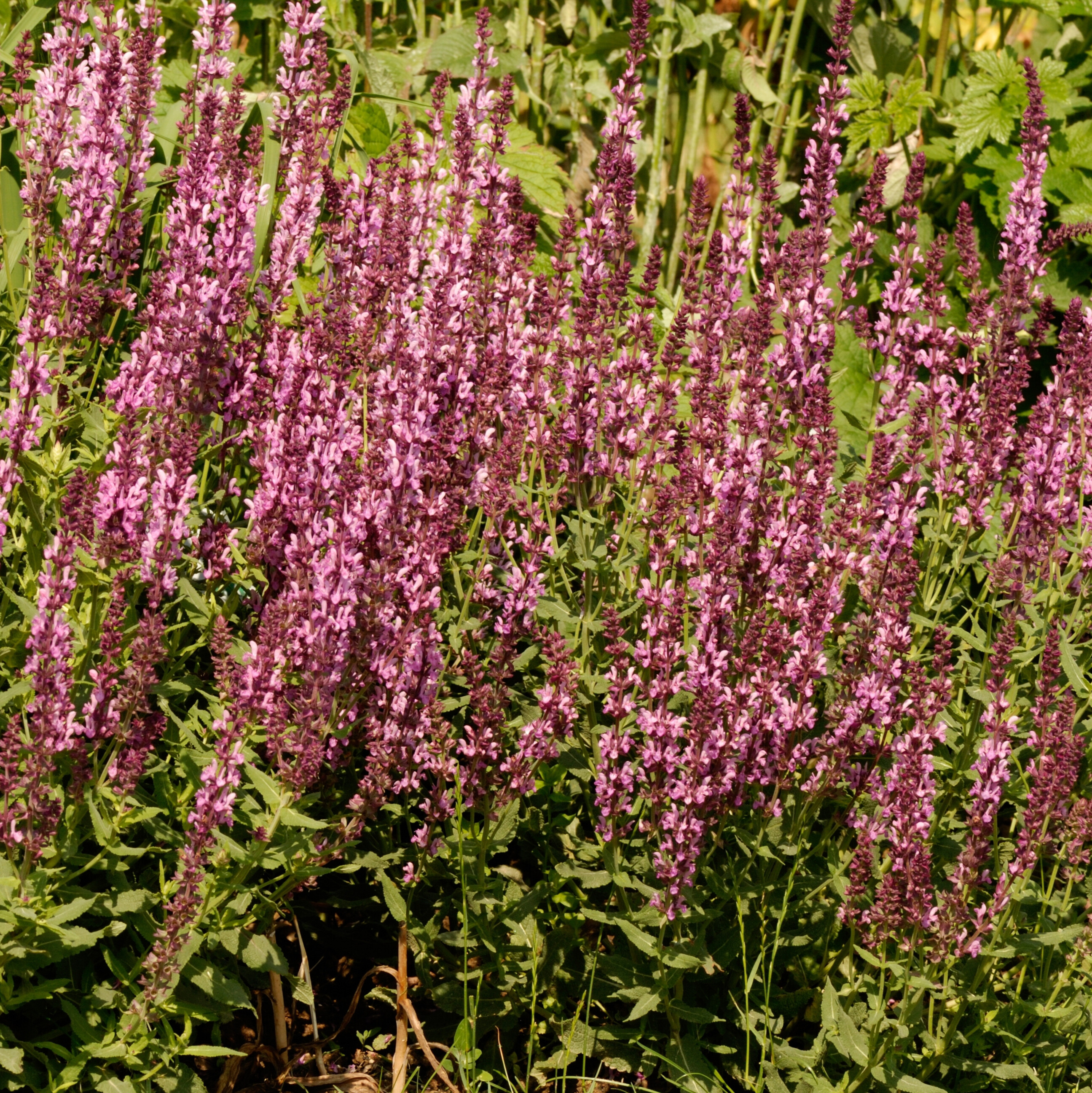 Salvia 'Rose Rhapsody'