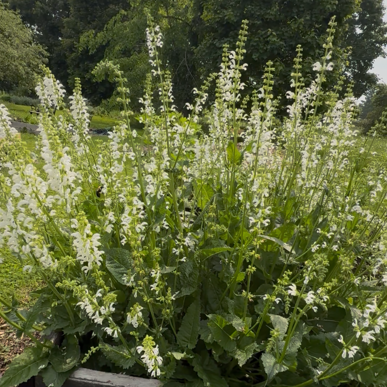 Salvia 'Swan Lake'