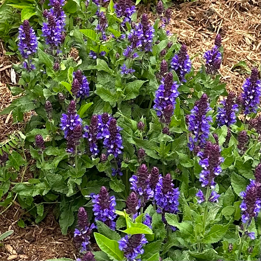 Salvia