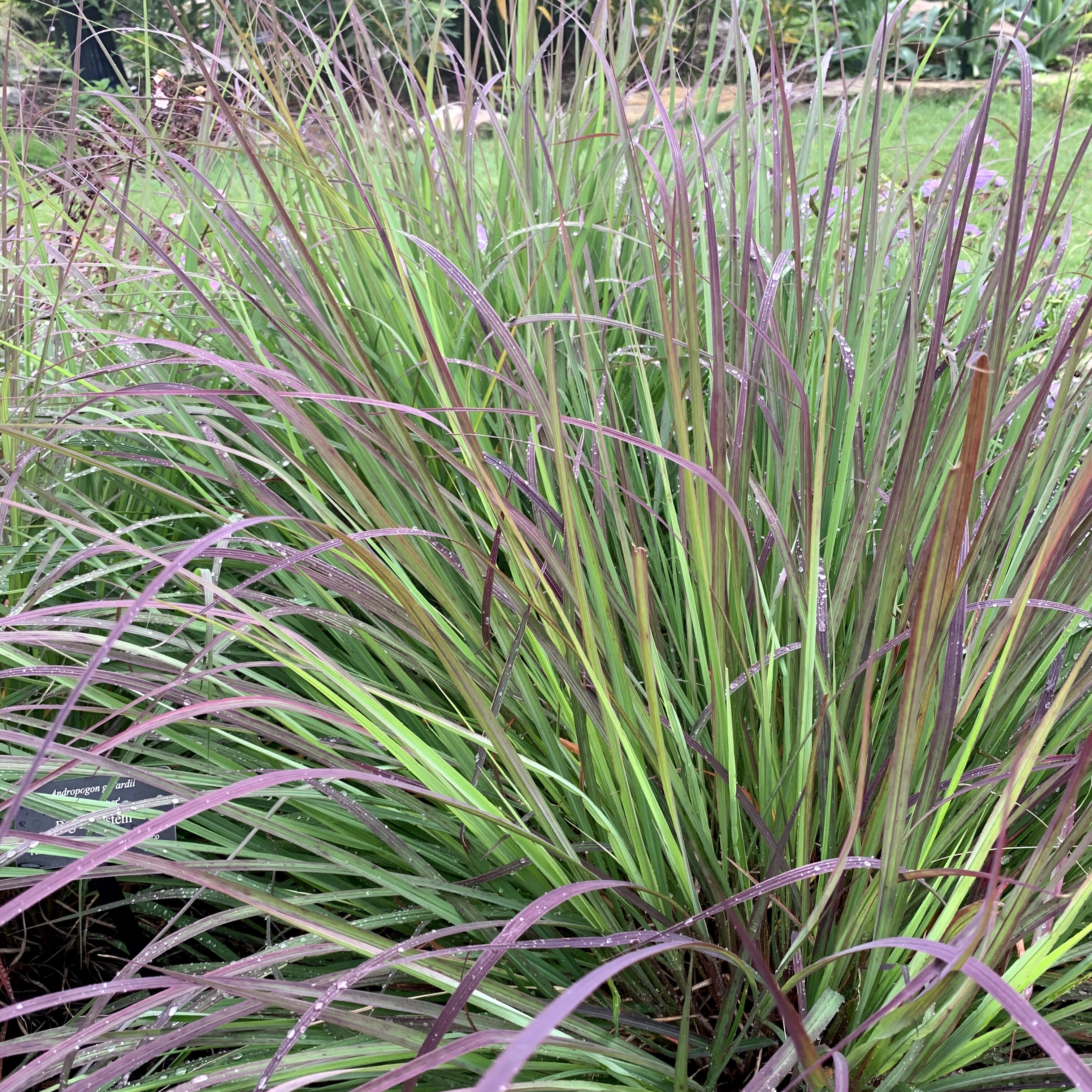 Little Bluestem 'The Blues'