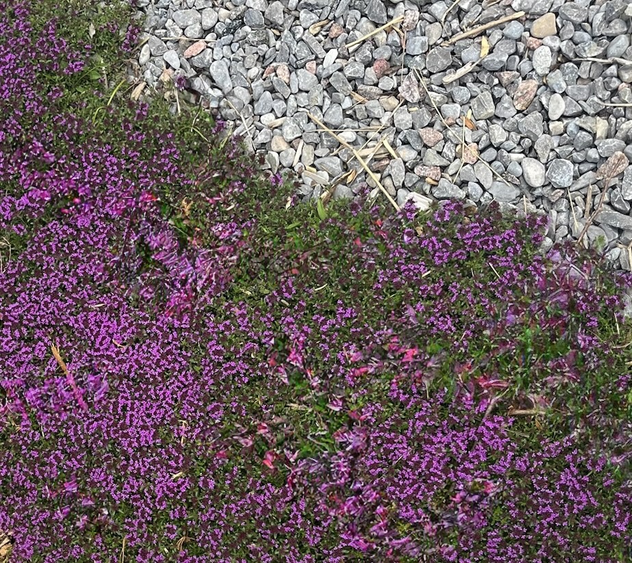 Creeping Thyme 'Magic Carpet'