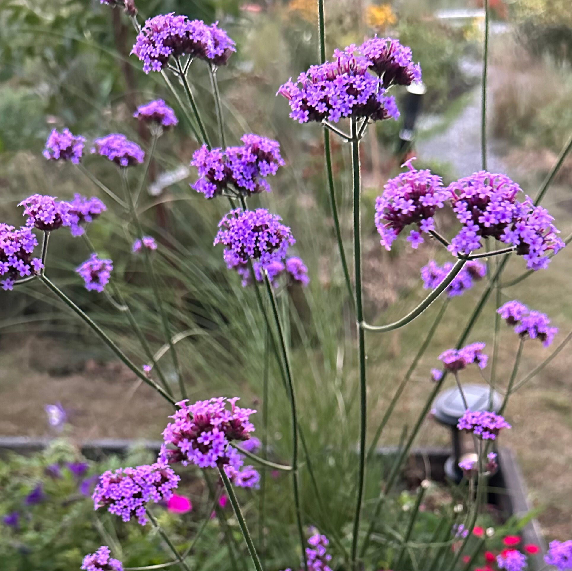 Verbena bonariensis