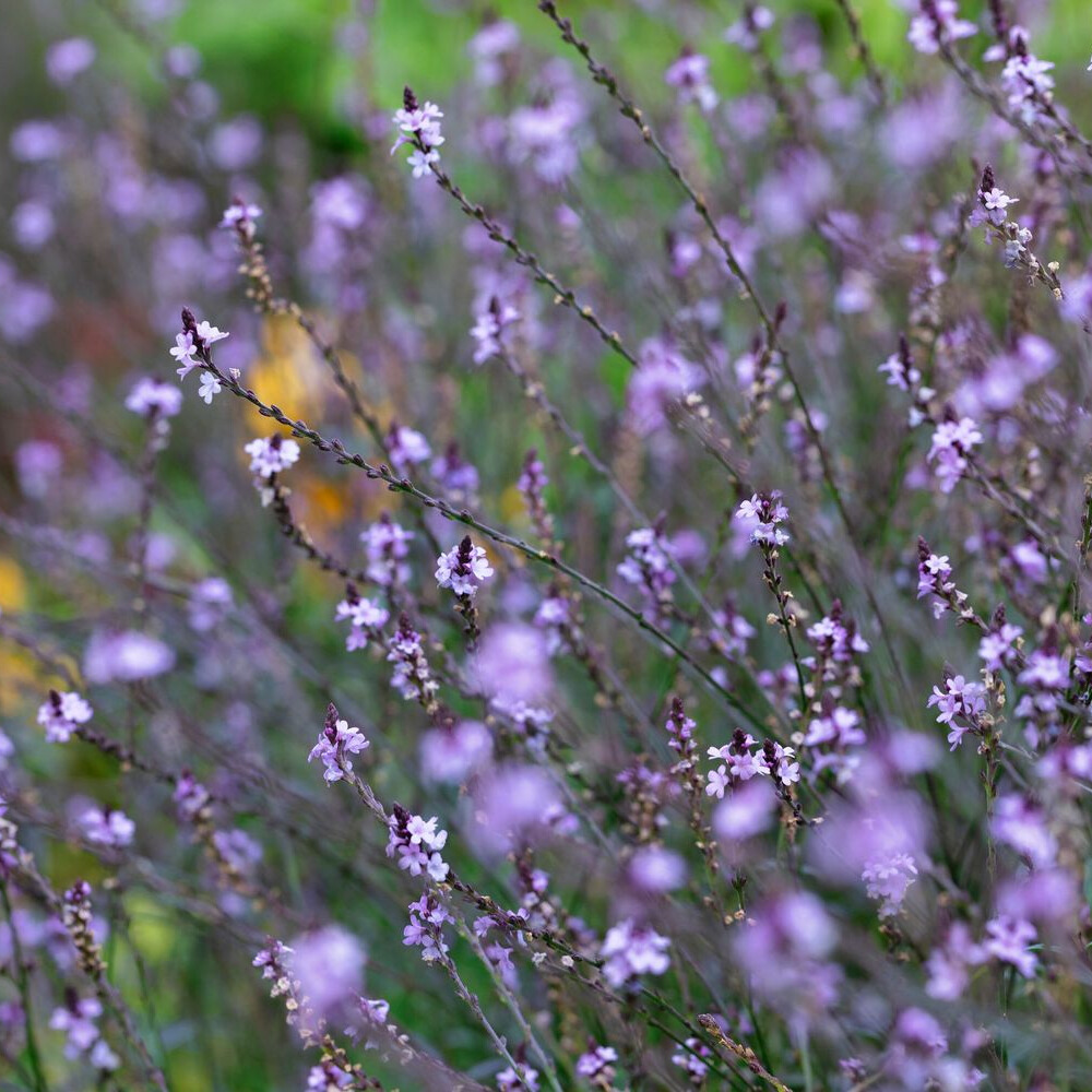Verbena 'Bampton'