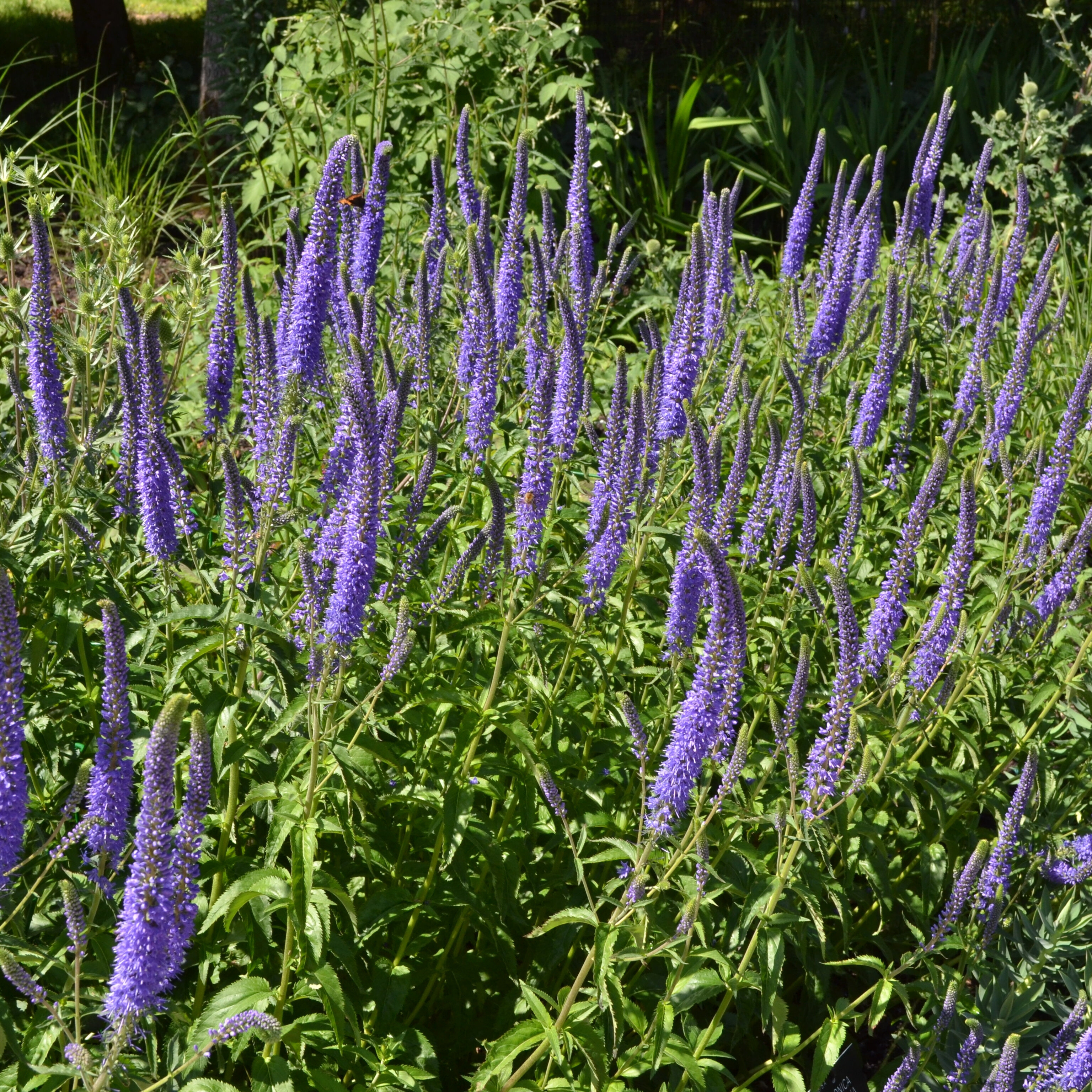 Speedwell
