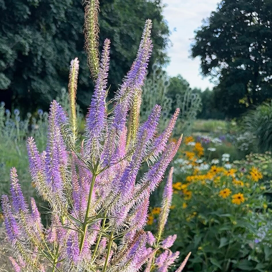 Culver's Root Blue